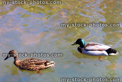 Stock image of duck and drake mallard ducks on a pond (close up)
