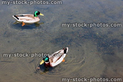Stock image of male mallard ducks swimming in river with crystal clear water