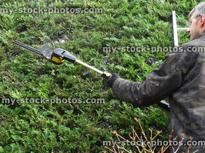 Stock image of gardener cutting leylandii hedge with long reach hedge trimmer