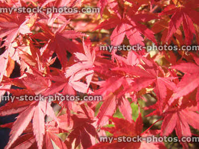 Stock image of Autumnal Foliage colour of a Japanese Maple Bonsai (close up)