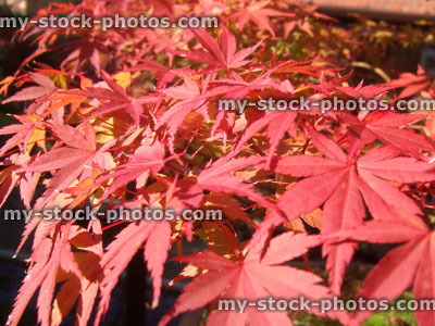 Stock image of autumnal foliage colour of a Japanese maple bonsai (close up)