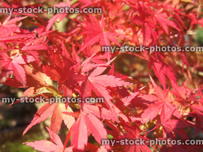 Stock image of Autumnal Foliage colour of a Japanese Maple Bonsai (close up)