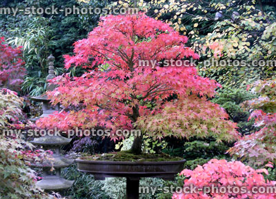 Stock image of Bonsai Maple with Autumn Foliage