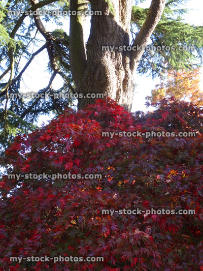 Stock image of Japanese maple tree / fall (Acer Palmatum Osakazuki), red autumn leaves, shade