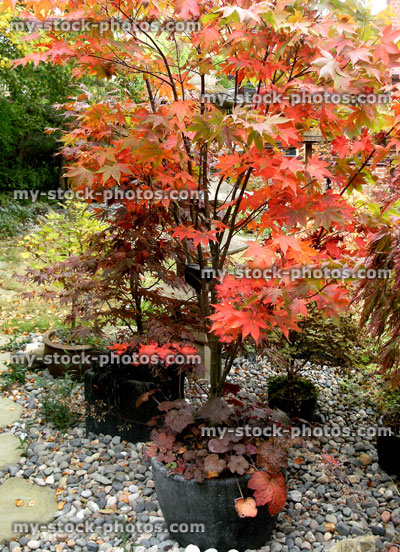 Stock image of red autumn colours, Japanese maple tree (acer palamtum 'osakazuki')