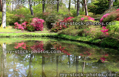 Stock image of azalea flowers and Japanese maples by garden pond 