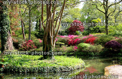 Stock image of azalea flowers and Japanese maples by garden pond