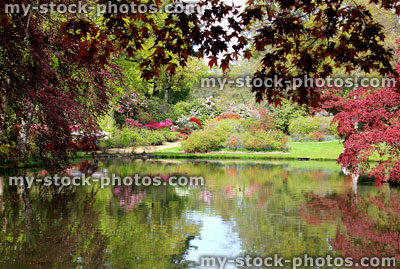 Stock image of azalea flowers and Japanese maples by garden pond