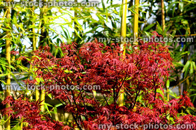 Stock image of Japanese maple (Acer palmatum) and bamboo
