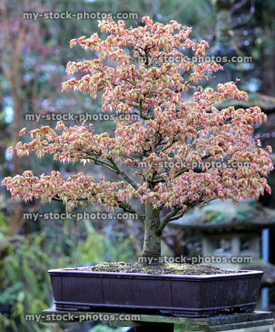 Stock image of Bonsai Japanese Maple (Acer Palmatum Kashima)