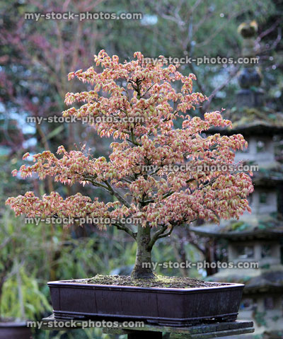 Stock image of Bonsai Japanese Maple (Acer Palmatum Kashima)