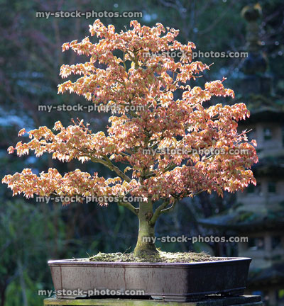 Stock image of Bonsai Japanese Maple (Acer Palmatum Kashima) (close up)