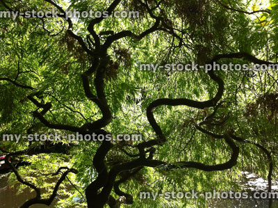Stock image of twisted branches on dissected Japanese maple