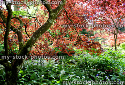 Stock image of trunk, branches and leaves of red Japanese maple