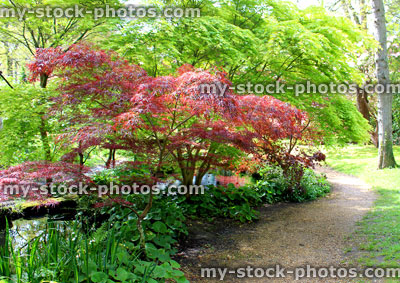 Stock image of red and green Japanese maples (acers) in garden