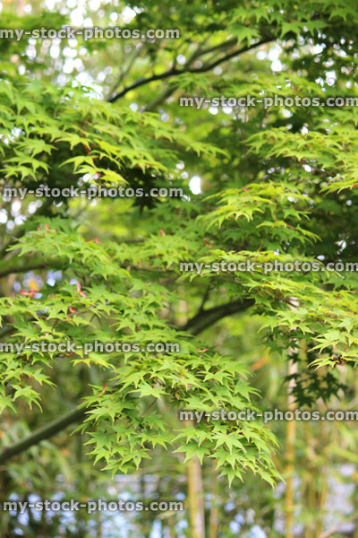 Stock image of green Japanese maple leaves and branch structure