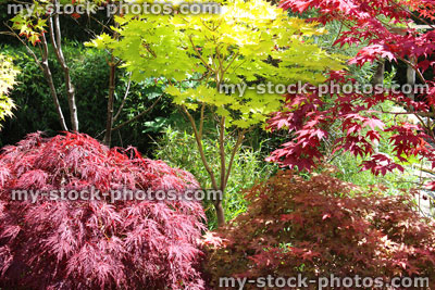 Stock image of different colour maple leaves, Japanese maples, acers, varieties