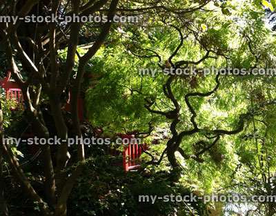 Stock image of twisted branches on dissected Japanese maple