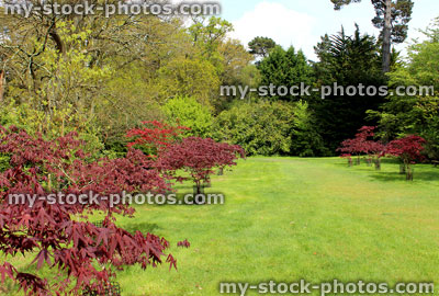 Stock image of red Japanese maple trees growing in garden lawn