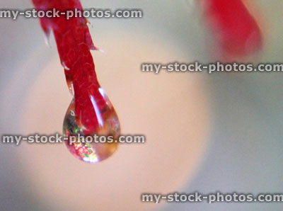 Stock image of water droplet on red Japanese maple leaf (acer palmatum 'atropurpureum')