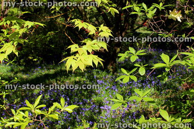 Stock image of maple and rhododendron leaves against carpet of purple bluebell flowers