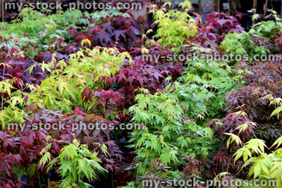 Stock image of purple and green leaves of Japanese maples (close up)
