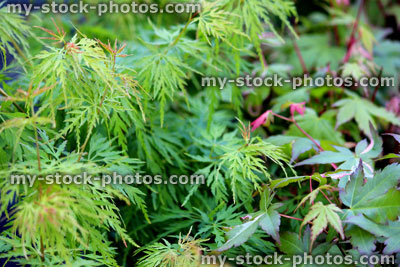 Stock image of leaves of a dissected Japanese maple (close up)