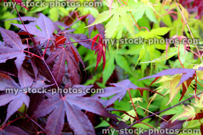 Stock image of purple and green leaves of Japanese maples (close up)