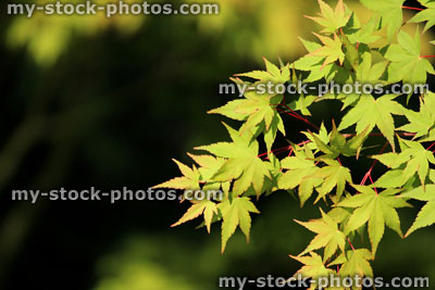 Stock image of green Japanese maple leaves in garden / acer palmatum