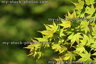 Stock image of green Japanese maple leaves in garden / acer palmatum
