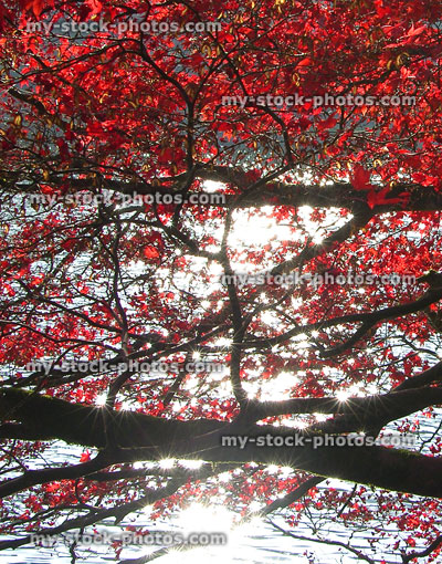 Japanese maple tree / fall (Acer Palmatum Osakazuki), red autumn leaves