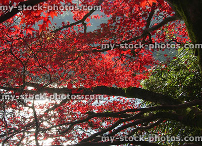 Japanese maple tree / fall (Acer Palmatum Osakazuki), red autumn leaves