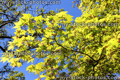 Stock image of yellow maple leaves against a sunny blue sky
