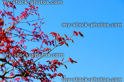 Stock image of leaves of a Japanese maple bonsai tree (close up)
