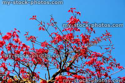 Stock image of leaves of a Japanese maple bonsai tree (close up)