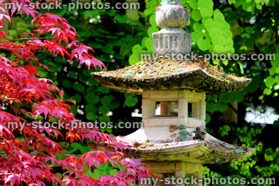 Stock image of oriental stone pagoda and red Japanese maple 'Fireglow' in garden