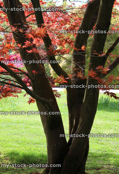 Stock image of multiple trunks of Japanese maple (acer palmatum) clump (close up)