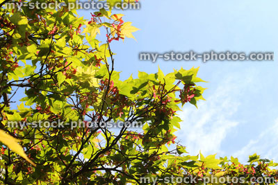 Stock image of leaves and seeds of Japanese maple (acer palmatum 'osakazuki')