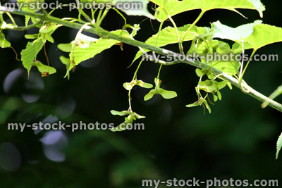 Stock image of wing seeds on snake bark maple (Acer capillipes)