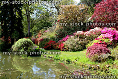 Stock image of garden pond with reflections of azalea flowers (rhododendrons)
