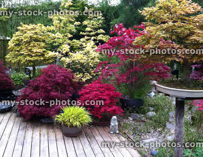 Stock image of maples in a domestic garden