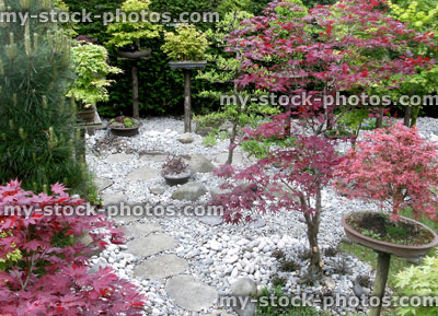 Stock image of oriental garden, Japanese maples, pebbles, stepping stones, bonsai trees