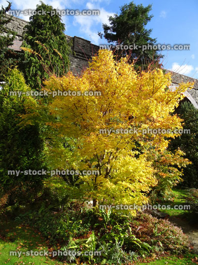 Stock image of yellow autumn leaves, coral bark maple fall colour (acer palmatum 'senkaki'), Japanese maple