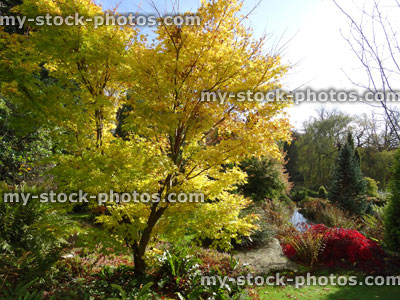 Stock image of yellow autumn leaves, coral bark maple fall colour (acer palmatum 'senkaki'), Japanese maple