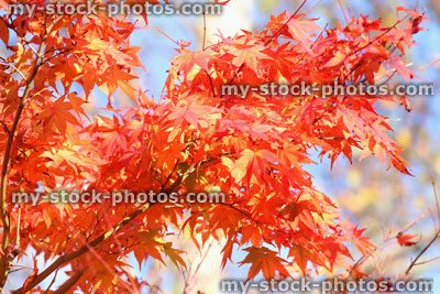 Stock image of Japanese maple tree / fall (Acer Palmatum Osakazuki), red autumn leaves