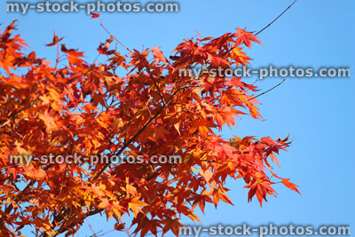 Stock image of Japanese maple tree / fall (Acer Palmatum Osakazuki), red autumn leaves
