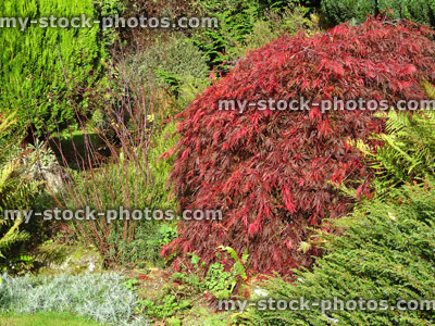 Stock image of Japanese maple tree / fall (Acer Palmatum Atropurpureum Dissectum), red autumn leaves