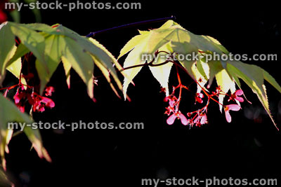 Stock image of flowers,seeds and leaves of a Japanese maple (close up)