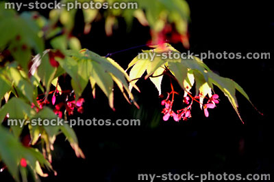 Stock image of flowers, seeds and leaves of a Japanese maple (close up)