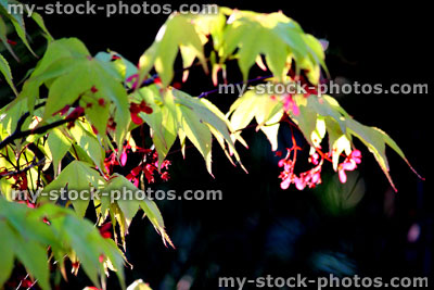 Stock image of flowers, seeds and leaves of a Japanese maple (close up)